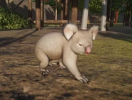 2039912207 preview Shiny Koala.jpg (236 KB) Albino Koala.