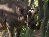 North Sulawesi Babirusa