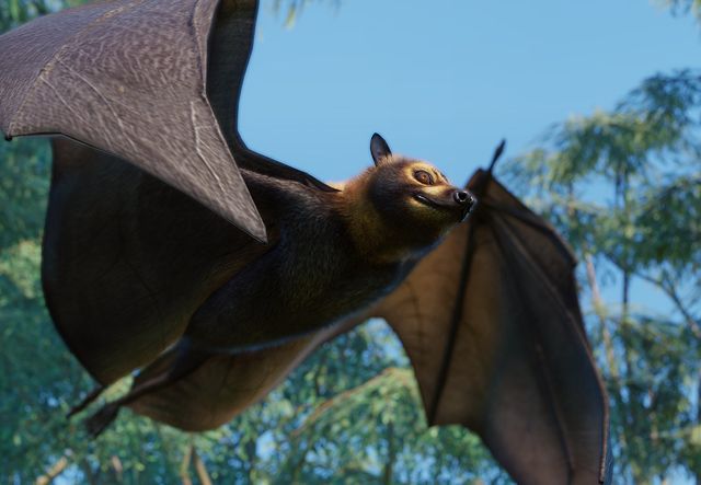 Spectacled Flying Fox | Planet Zoo Wiki | Fandom