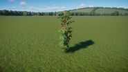 Tomato Vine 3