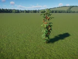 Tomato Plant