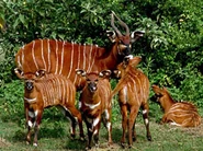 Reallife-bongo.png (176 KB) Pre-Zoopedia Profile