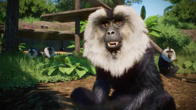 The Lion Tailed Macaque!