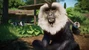 The Lion Tailed Macaque!