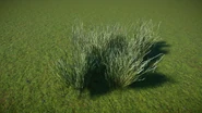 Drinnl.jpg (645 KB) Large Drinn Grass