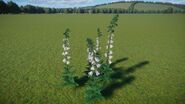 Common Foxglove White