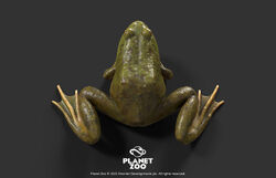 American Bullfrog | Planet Zoo Wiki | Fandom