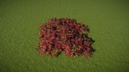 Virginia Creeper Fill 01