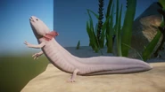 LeucisticAxolotl.png (623 KB) Leucistic Axolotl