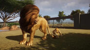 West African Lion | Planet Zoo Wiki | Fandom