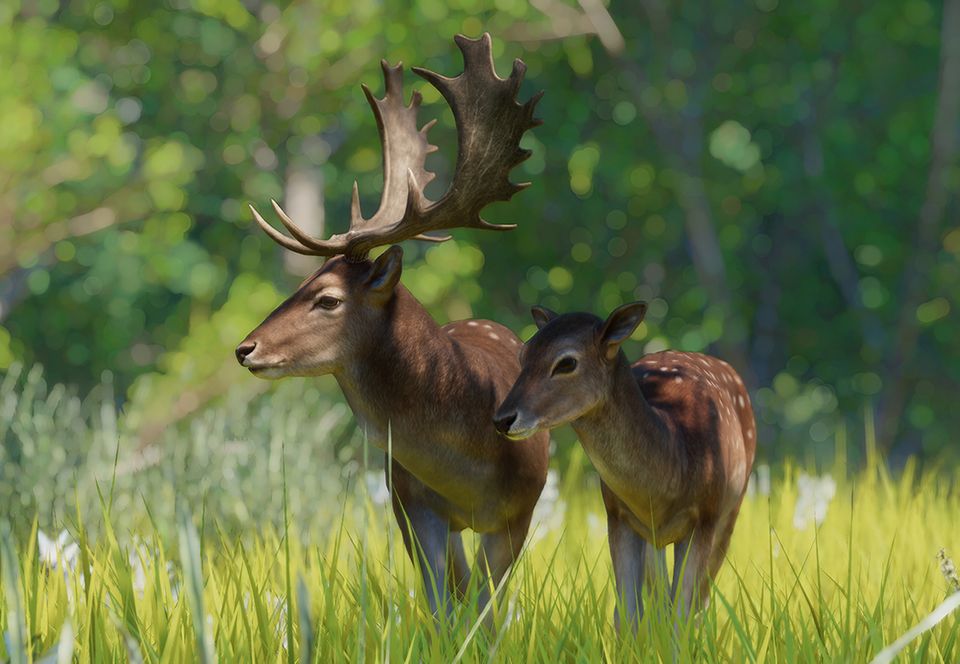 European deer online