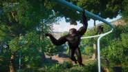 Siamang2.jpg (461 KB)