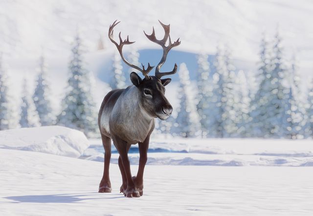 How long do reindeer live