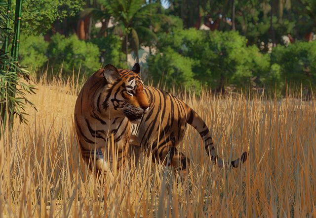 Bengal Tiger, Planet Zoo Wiki