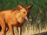 Dhole