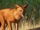 Dhole