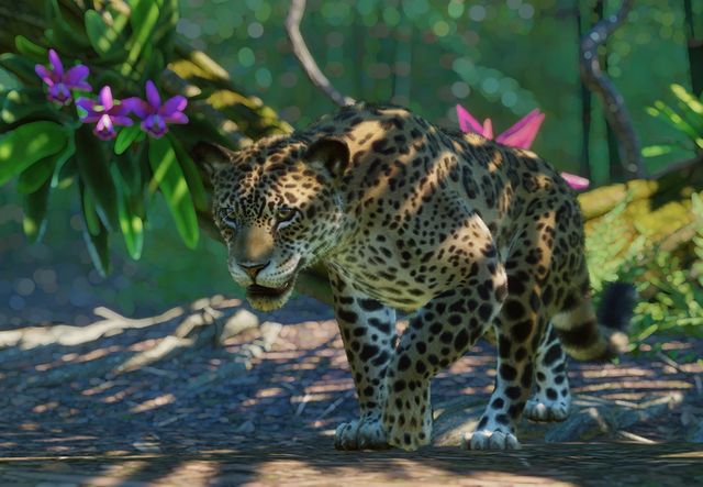 Female jaguar killed by male one at Florida zoo