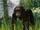 Western Chimpanzee