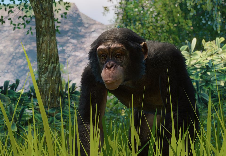 Western Chimpanzee | Planet Zoo Wiki | Fandom