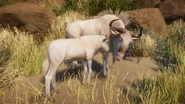 Albino blue wildebeest.png (1.03 MB) Albino Blue Wildebeest