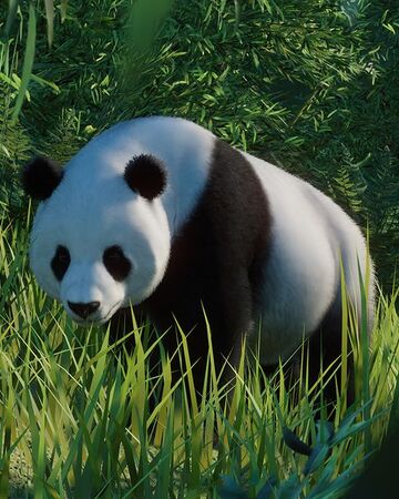 Giant Panda Planet Zoo Wiki Fandom