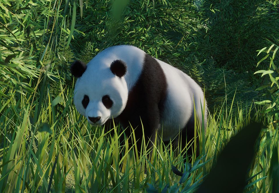 Giant Panda | Planet Zoo Wiki | Fandom
