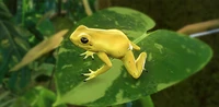 IconGoldenPoisonFrog