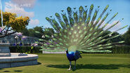 IndianPeafowl