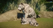 Leucistic bengal.png (889 KB) Leucistic Bengal Tiger