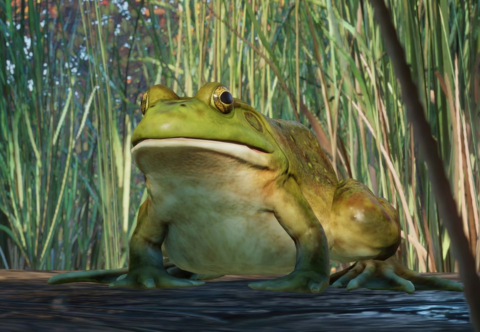 American Bullfrog, Planet Zoo Wiki