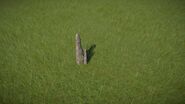 Bald Cypress Knee 01