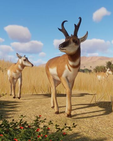 Pronghorn Antelope Planet Zoo Wiki Fandom Surprisingly, the species' closest relative is the giraffe! pronghorn antelope planet zoo wiki