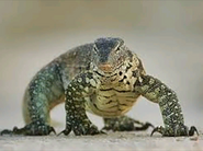 Reallife-nilemonitor.png (92 KB) Pre-Zoopedia Profile