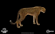 India-jones-cheetah-01.jpg (86 KB)