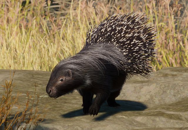 African Crested Porcupine | Planet Zoo Wiki | Fandom