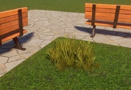 Small Dry Buffalo Grass