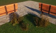 The 3 size of Dry Red Oat Grass