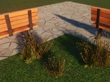 Red Oat Grass