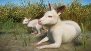 Albino wallaby.png (865 KB) Albino Red-Necked Wallaby