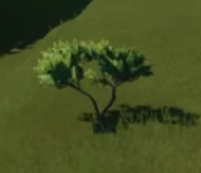 Diamondleaf Willow Bush 02