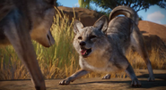 Playing Coyote