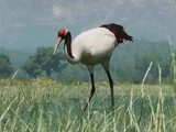 Red-Crowned Crane