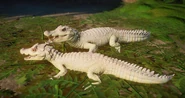 Albino dwarfcaiman.png (790 KB) Albino Cuvier's Dwarf Caiman