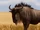 Blue Wildebeest