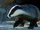 European Badger
