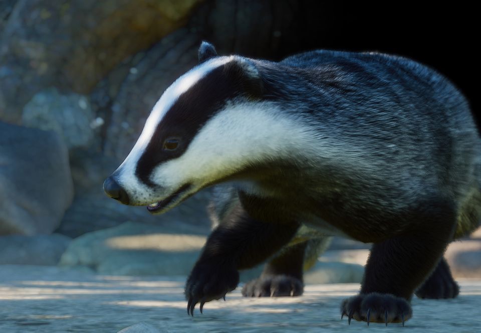 European Badger, Planet Zoo Wiki