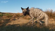 Striped Hyena Revealed 1.jpg (999 KB)