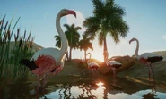 Flamingo.jpg (58 KB)
