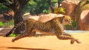 Cheetah2.jpg (721 KB)