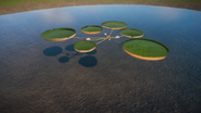 Amazon Water Lily 01